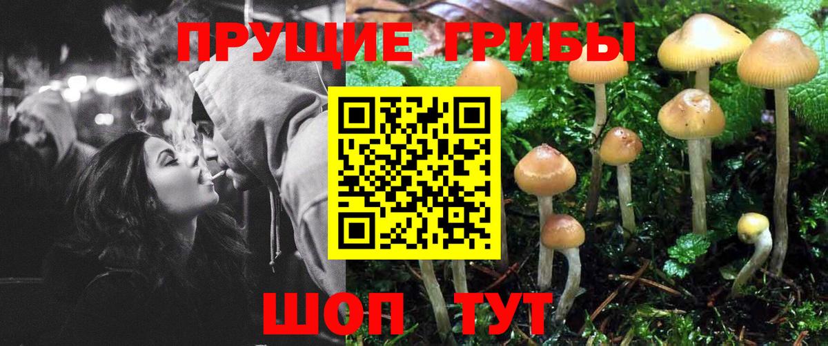 Псилоцибиновые грибы Psilocybe Солнечногорск