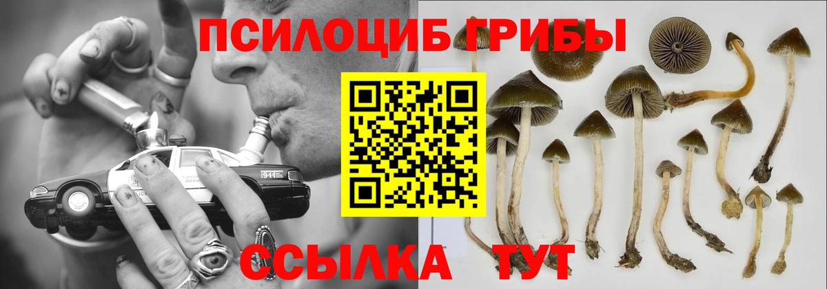Солнечногорск  Галлюциногенные грибы Psilocybine cubensis  Вход с VPN  Псилоцибиновые грибы прущие грибы 